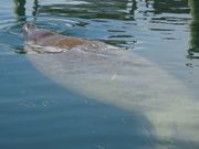 野生のジュゴン