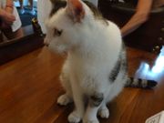 幸運を呼ぶ６本指の猫