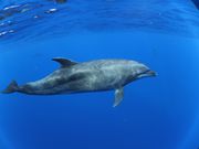 まだ人に興味があるバンドウイルカさん🐬💕
人に慣れているイルカさん達は寄ってきません。