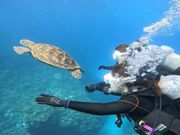 ゼロ距離のウミガメ🐢