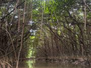 マングローブの道