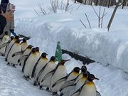 旭山動物園のペンギンの散歩