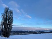 ケンとメリーの木