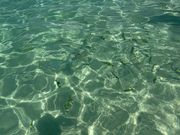 さかながたくさん！