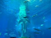 美ら海水族館にて貴重なジンベイザメの食事中の縦泳ぎを拝見