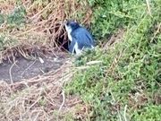 可愛いペンギン