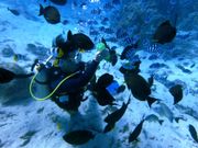 水中で魚達に餌やり、沢山寄ってきます