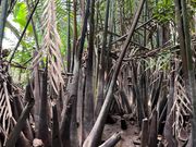 メコン川クルーズ