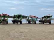 由布島に渡る牛車です。ゆっくりと引っ張ってくれてとても心地よい時間でした。