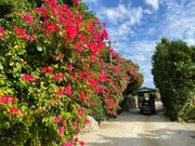 水牛の牛車で巡る竹富島
