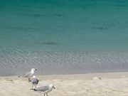 ロットネスト島