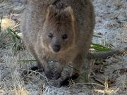 ピカチュウ？モデル