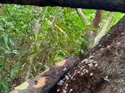 イリオモテヤマネコが狩りをしたあと？