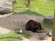 ワイルドライフパークのウォンバット