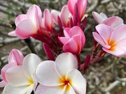 植物にも詳しい