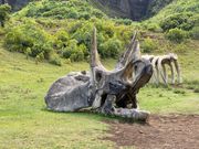 途中でバスからおりて写真撮れます