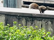 二二八和平公園のリス