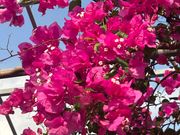 ユートピアファーム