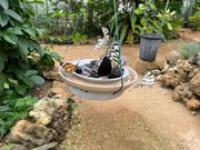 由布島の蝶々園にて