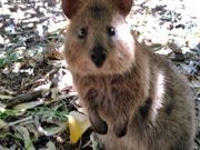 立ち上がりクオッカ