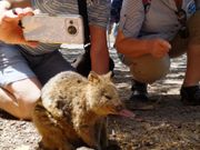 こんなに近づいてもマイペースのクオッカ