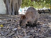 DOMEでランチ後、クオッカ散策へ。早速いた＼(^o^)／