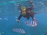 おさかなと泳げる