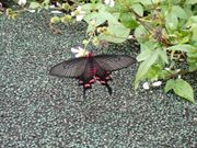 バンナ公園の蝶々