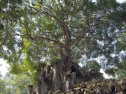 ラピュタを連想させる木