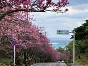 今帰仁城跡への道