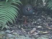 ヤンバルクイナ