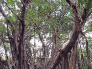 大石林山ハイキング