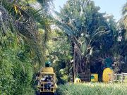 パイナップルパークの自動運転カート