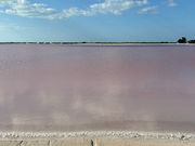 ピンクレイク　
美しくピンク色になっていた