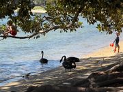 野生のブラックスワンです