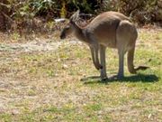 カンガルーちゃん