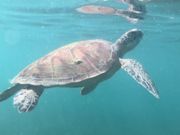 一緒に泳いだウミガメ