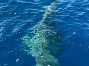 船から見たタイガーシャーク