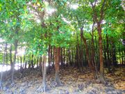 宮良川マングローブSUP Part 3