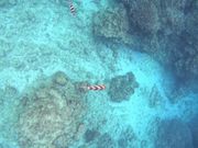 大崎湾シュノーケリング