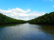 宮良川マングローブSUP Part 1