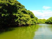 宮良川マングローブSUP Part 2