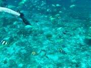 離島の海が綺麗すぎる…！