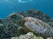 大崎湾シュノーケリング動画のスクショ