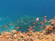 大崎湾シュノーケリング動画のスクショ