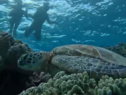 大崎湾シュノーケリング動画のスクショ