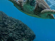 大崎湾シュノーケリング動画のスクショ