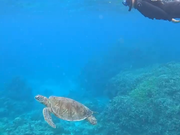 大崎湾シュノーケリング動画のスクショ