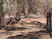 ランチはウェーブロックカフェ。隣のミニ動物園にはエミュなどいろいろな固有種