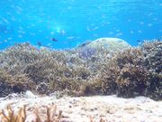 透明度バツグンな海中